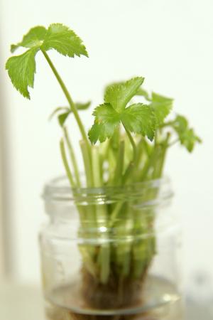 水耕栽培しているみつば