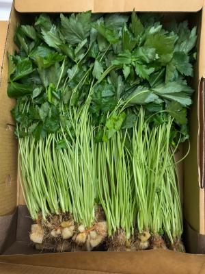 箱に詰められたみつば