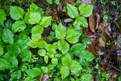 水際の野生のみつば